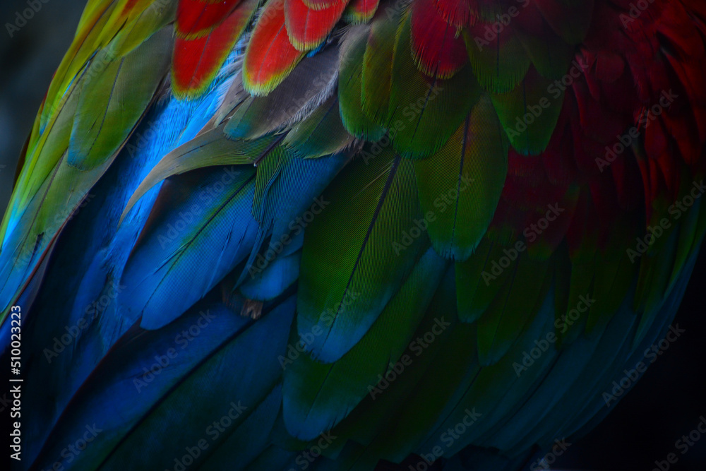 Fototapeta premium blue and yellow macaw