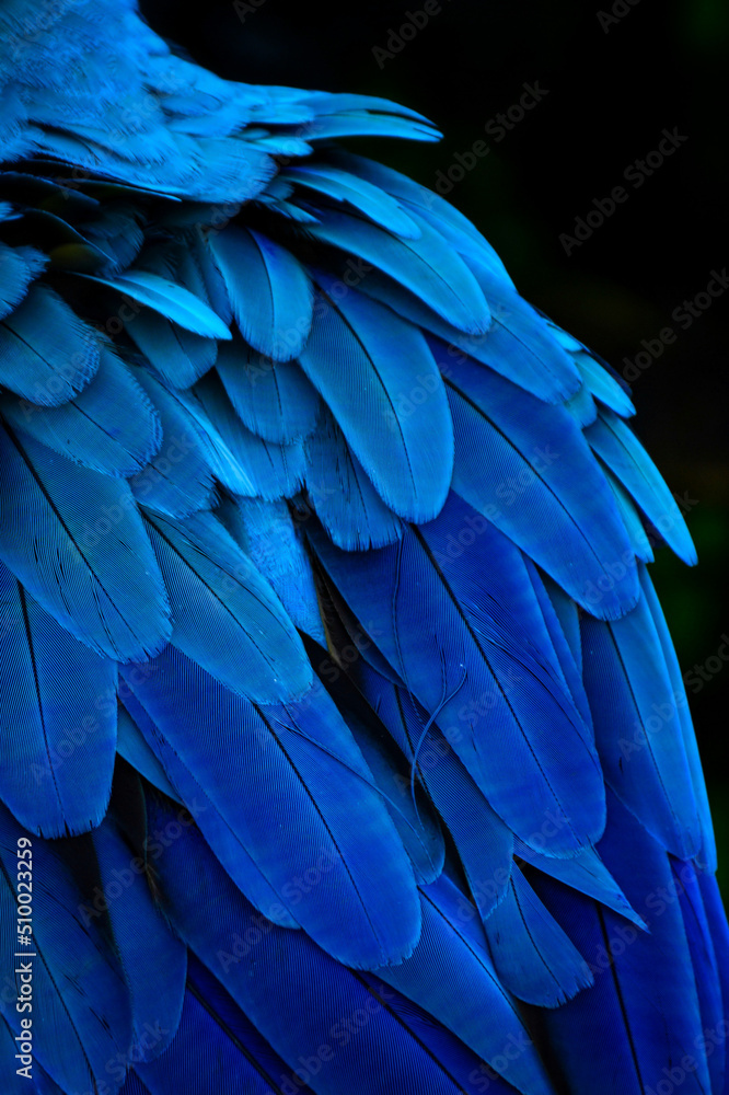 Fototapeta premium blue and yellow macaw