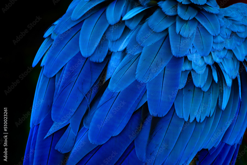 Obraz premium blue and yellow macaw