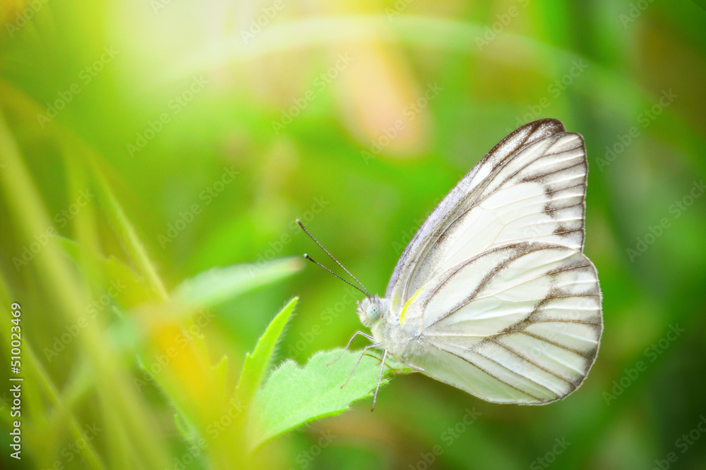 butterfly on grass butterfly on grass