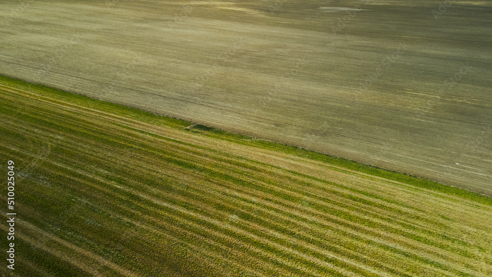 Agricultural fields with new shoots. New sprouts of agricultural crops appear on the field. Aerial photography.