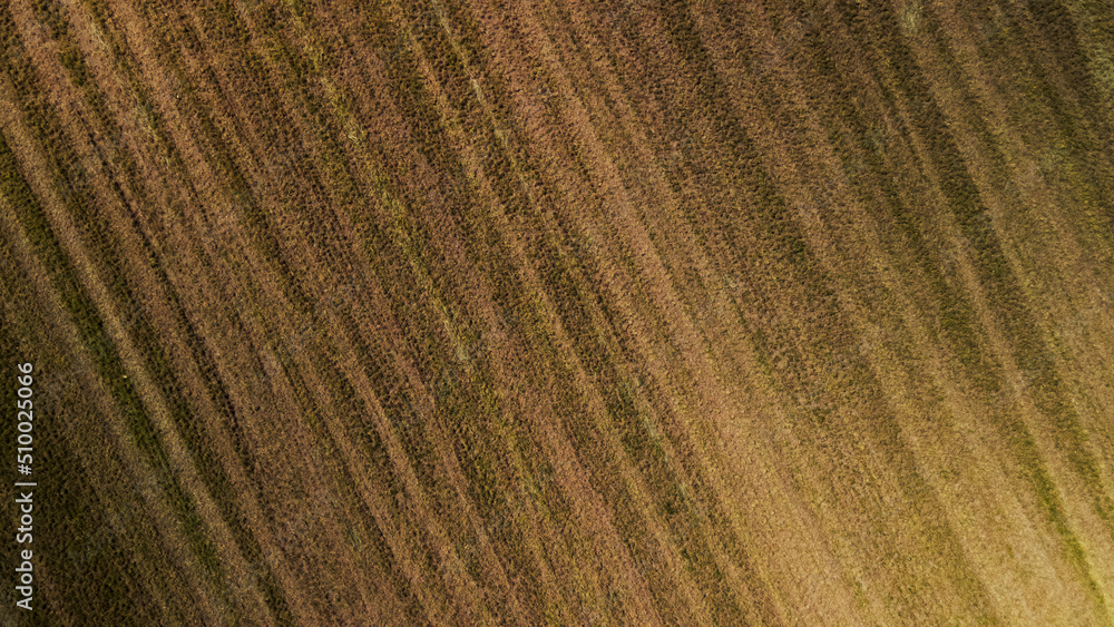 Agricultural fields with new shoots. New sprouts of agricultural crops appear on the field. Aerial photography. Agricultural fields with new shoots. New sprouts of agricultural crops appear on the field. Aerial photography.