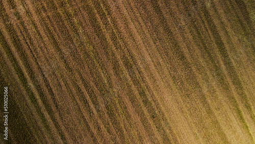 Agricultural fields with new shoots. New sprouts of agricultural crops appear on the field. Aerial photography.