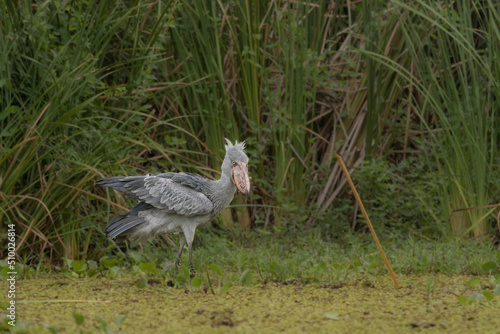 African Balaeniceps (Balaeniceps rex) is a large African bird from the order of the rocks, known especially because of its conspicuously shaped beak. photo