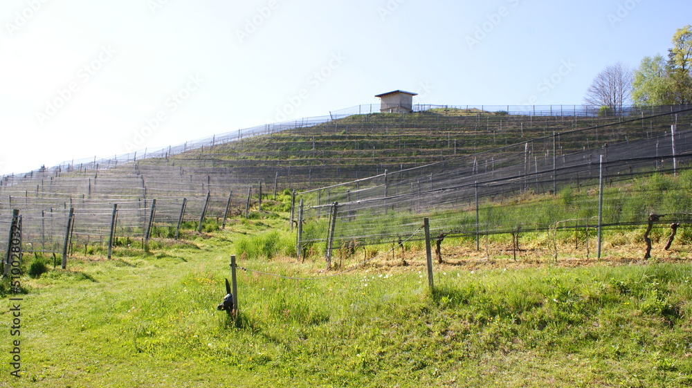 Fototapeta premium vigneto in Canton Ticino