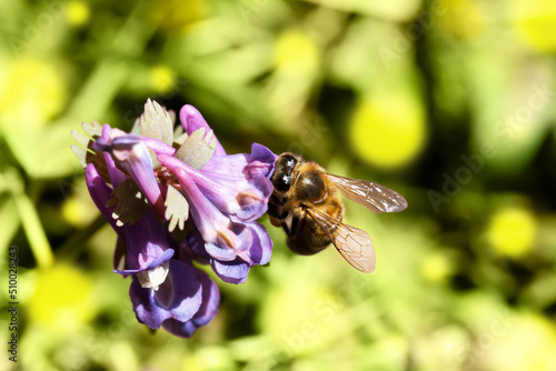 Bee pollinates a flower close up. Corydalis is firm photo