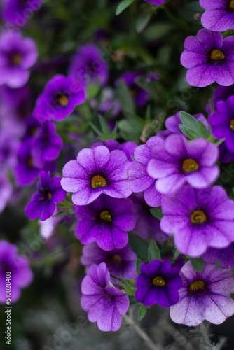flowers in the garden, garden petunia