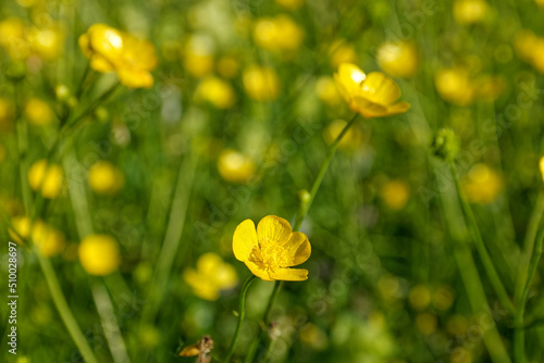 Meadow in early summer with blooming buttercups, Ranunculus acris photo