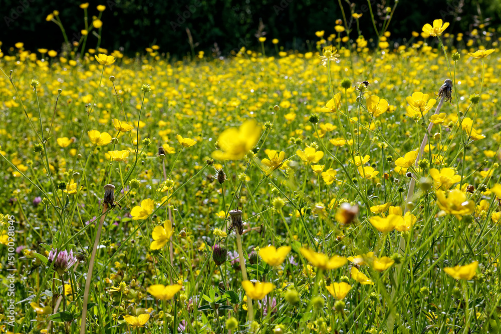 Meadow in early summer with blooming buttercups, Ranunculus acris Meadow in early summer with blooming buttercups, Ranunculus acris