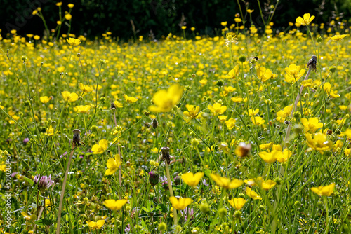 Meadow in early summer with blooming buttercups  Ranunculus acris