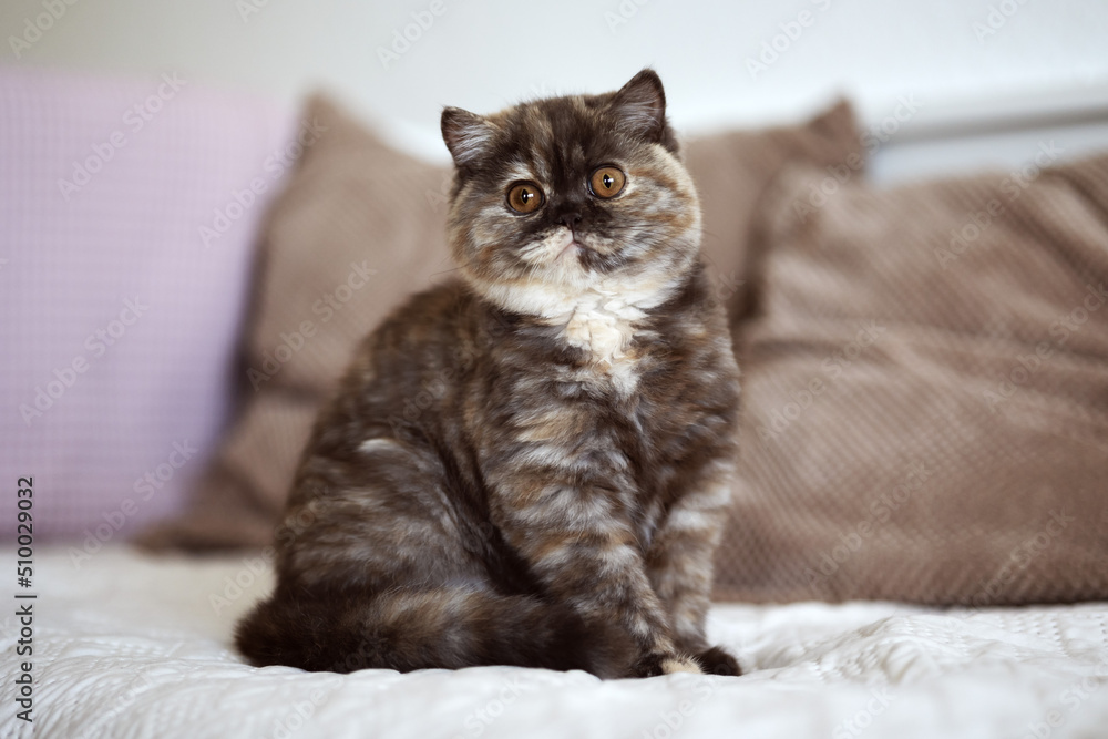Britisch Kurzhaar Kitten Katze edel und imposant
