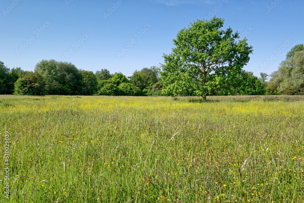 Wild flowering meadow in early summer with trees and bushes