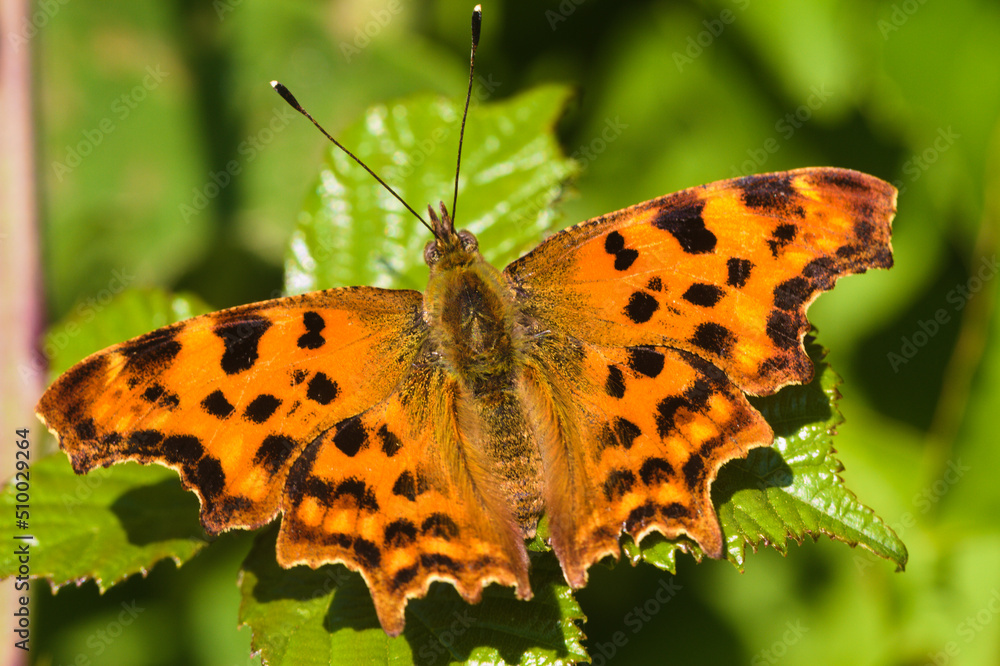 Obraz premium butterfly on a leaf
