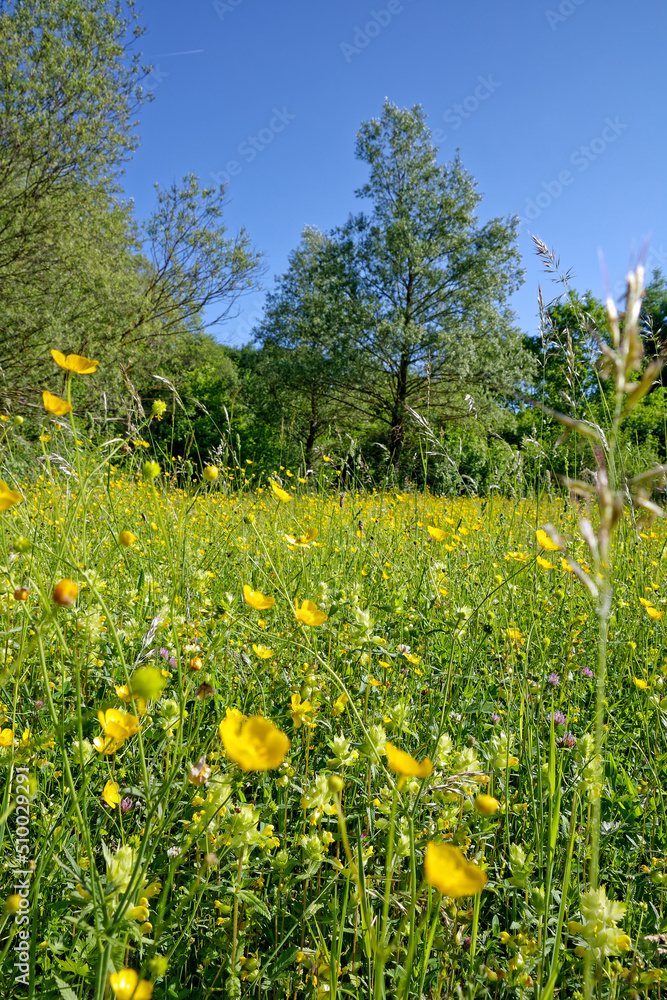 Meadow in early summer with blooming buttercups, Ranunculus acris