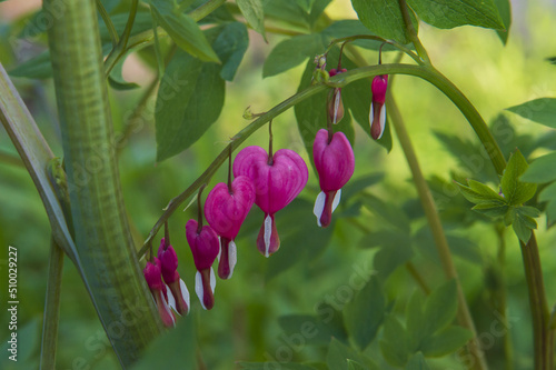 flower heart of the dicenter photo