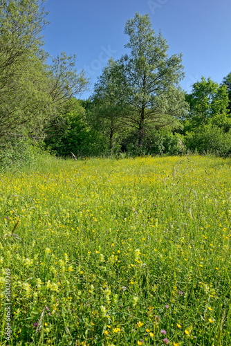Wild flowering meadow in early summer with trees and bushes