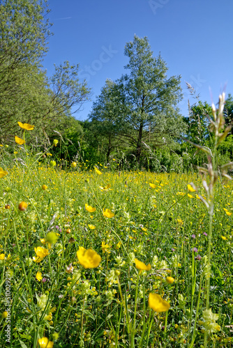Meadow in early summer with blooming buttercups, Ranunculus acris