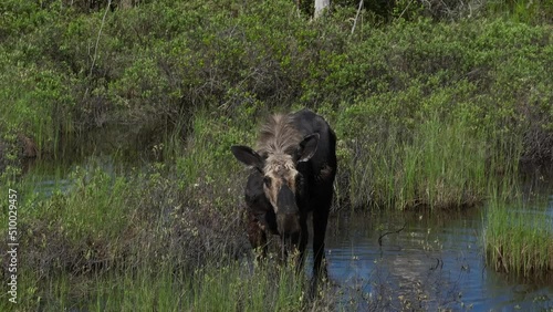 Wild moose eating plants from flood plain in wilderness photo