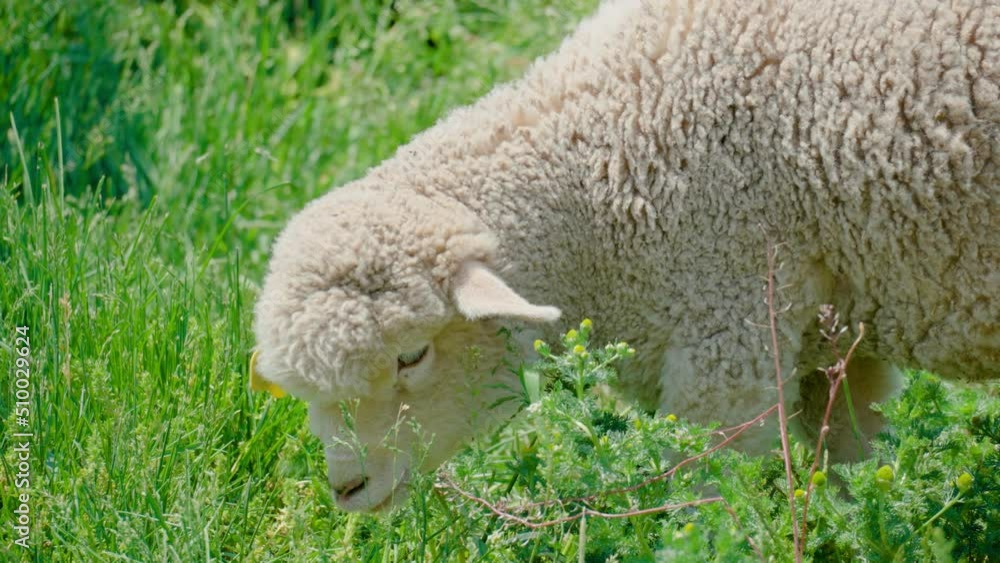 Close Up Of Furry Sheep Grazing On Green Fields In Anseong Farmland, South Korea. Close Up Of Furry Sheep Grazing On Green Fields In Anseong Farmland, South Korea.