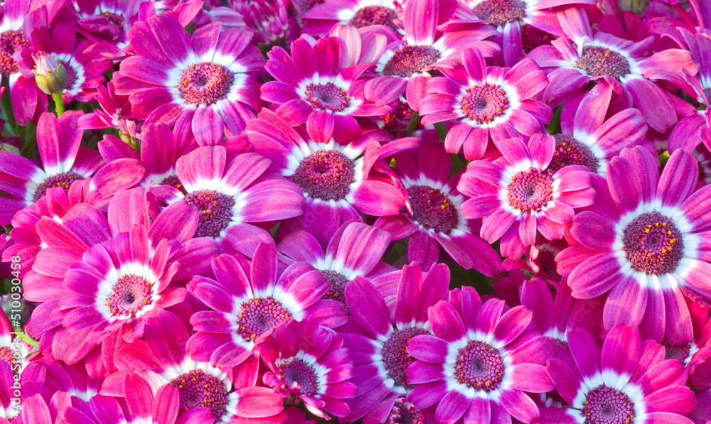 Fototapeta premium pink chrysanthemum flowers