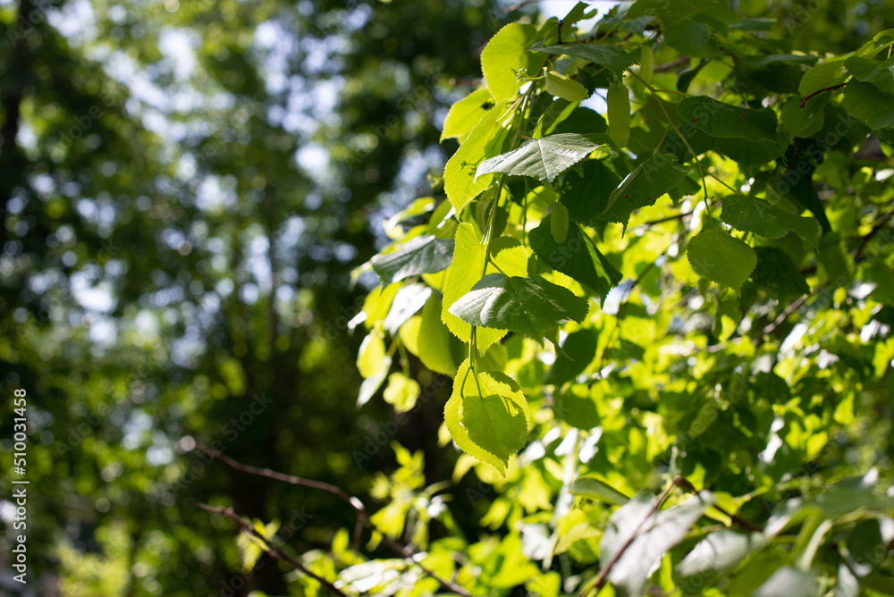 Leaves in the forest, leafy background, green bokeh Leaves in the forest, leafy background, green bokeh
