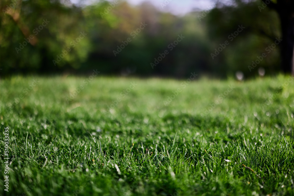 Fresh green grass in an alpine meadow in sunlight