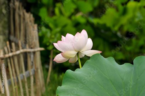 Blossoming lotus flower