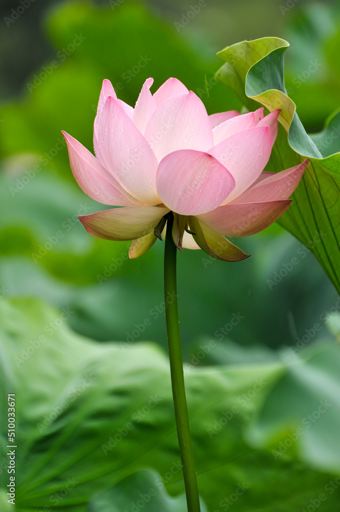 Obraz premium Blossoming lotus flower