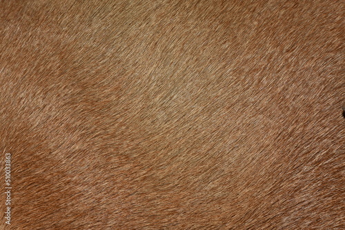 Full frame brown fur, brown deer fur for the background. photo