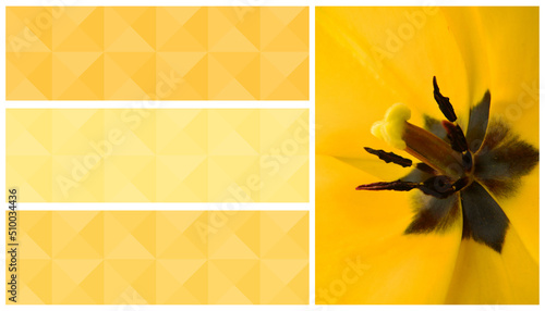 tulip flower yellow flowers horizontal banner bright background