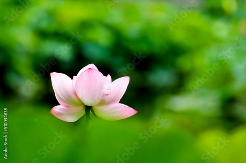 Blossoming lotus flower