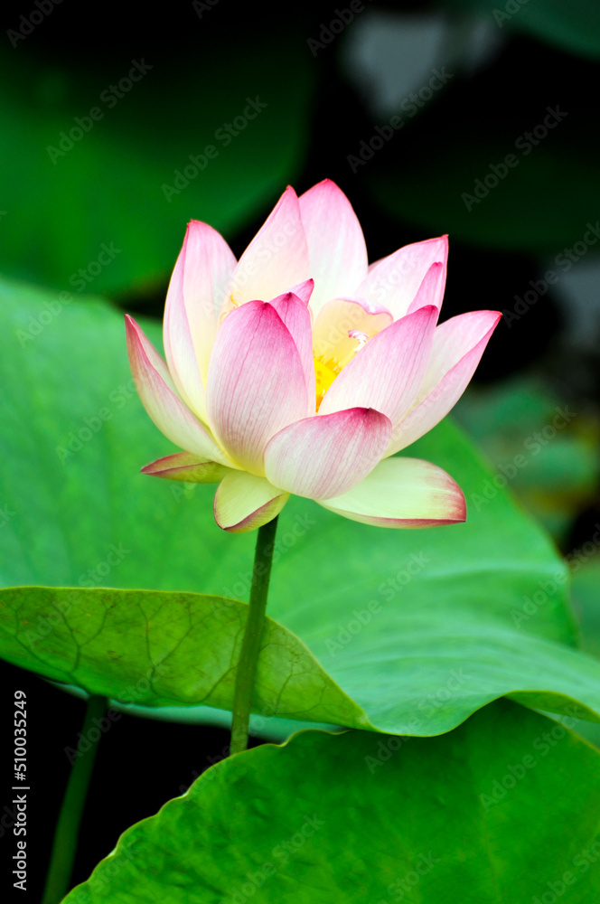 Obraz premium Blossoming lotus flower
