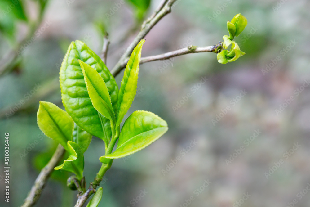 Closeup, Top of Green tea leaf in the morning, tea plantation, blurred background. Closeup, Top of Green tea leaf in the morning, tea plantation, blurred background.