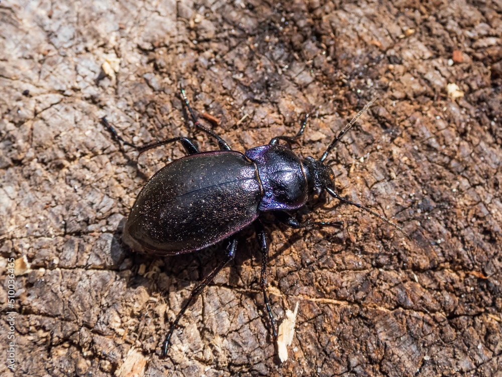 Macro of the Bronze ground beetle or bronze carabid (Carabus nemoralis) - a large, black ground beetle with coppery sheen and the edges of its elytra iridescent purple Macro of the Bronze ground beetle or bronze carabid (Carabus nemoralis) - a large, black ground beetle with coppery sheen and the edges of its elytra iridescent purple