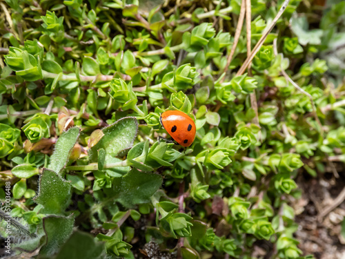 Close-up of the seven-spot ladybird (Coccinella septempunctata) on aground. Elytra are red, punctuated with three black spots each, with one over the junction of two