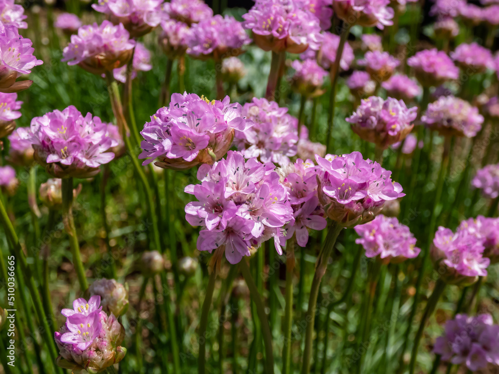 Beautiful pink floral background. Macro shot of bright pink flowers of the thrift, sea thrift or sea pink (Armeria maritima) flowering with pink flowers in summer garden