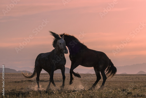 Wild Horse stallions Fighting at Sunset in the Utah Desert © natureguy