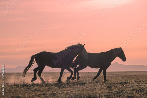 Wild Horse stallions Fighting at Sunset in the Utah Desert