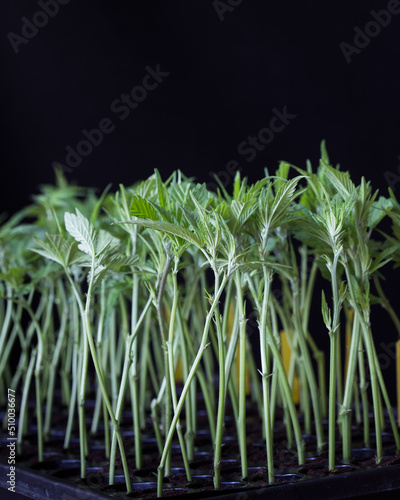 Fotografie Cannabis seedlings and clones against a black background.