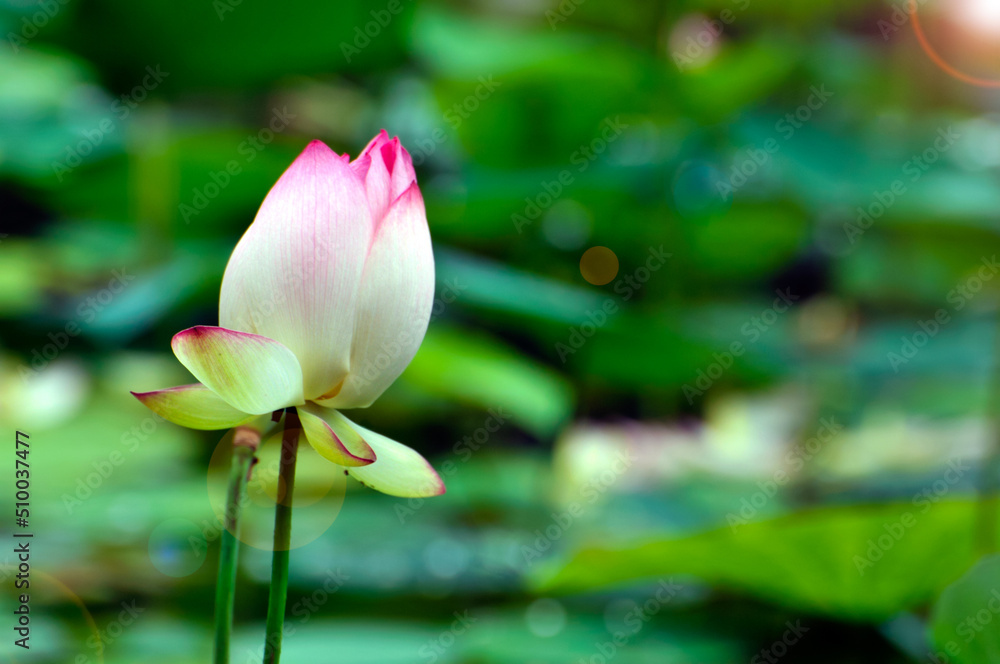 Obraz premium Blossoming lotus flower