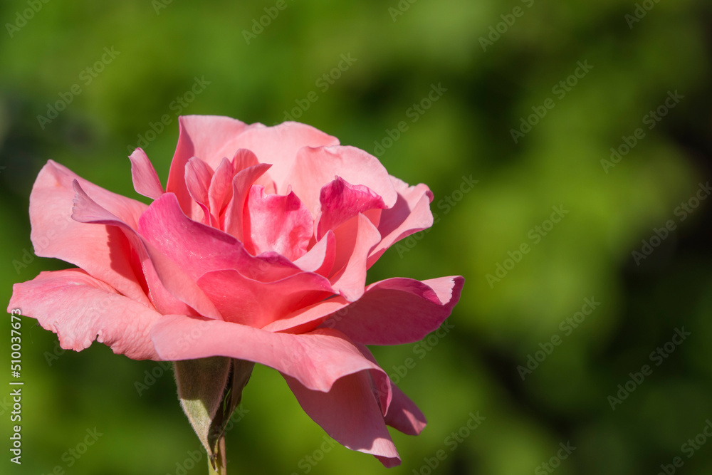 Pink pastel rose on a dark green background in a summer garden. A close-up of the flowering of a beautiful pink rose with apricot-tinged petals, a fragrant shrub rose grown in many gardens