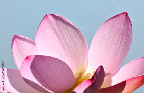 Blossoming lotus flower