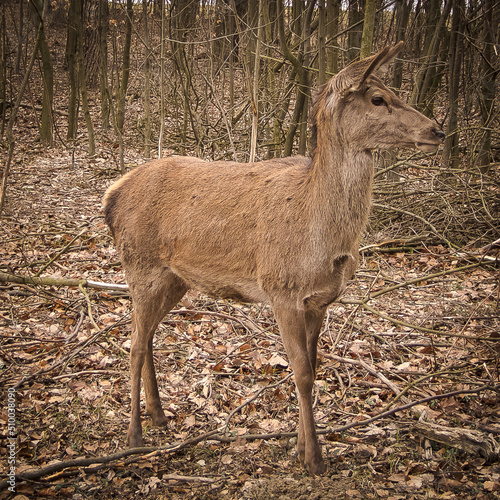 A doe standing in a small grove in early spring.