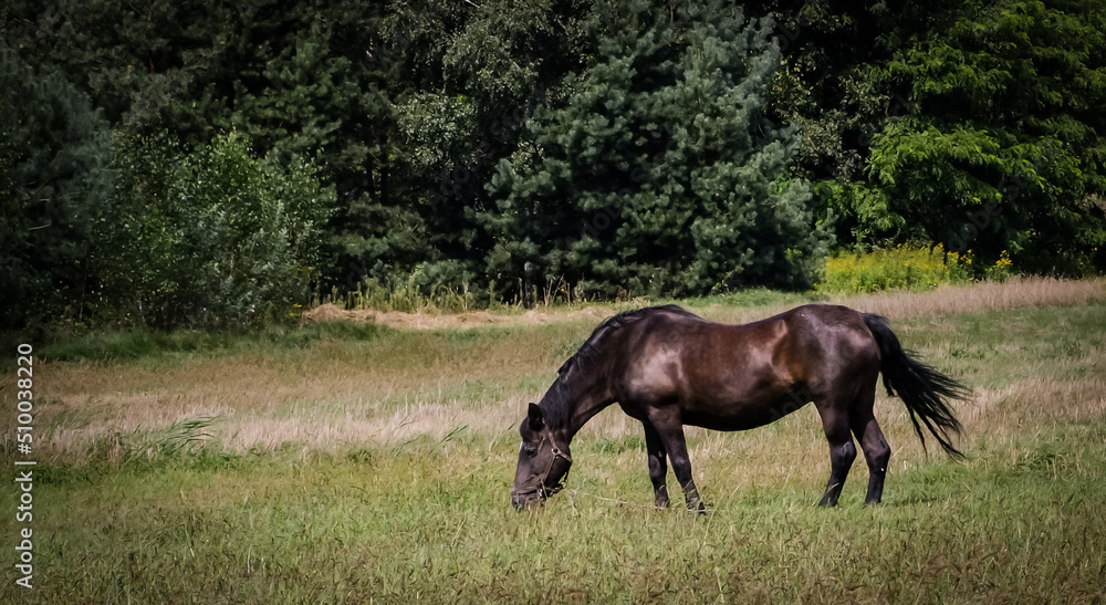A farm horse grazing in a summer meadow. A farm horse grazing in a summer meadow.