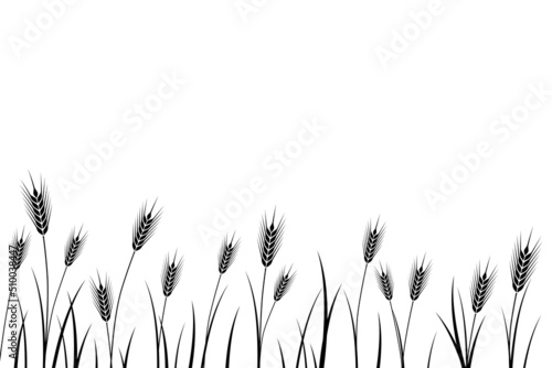 Obraz na płótnie Barley grain field vector illustration