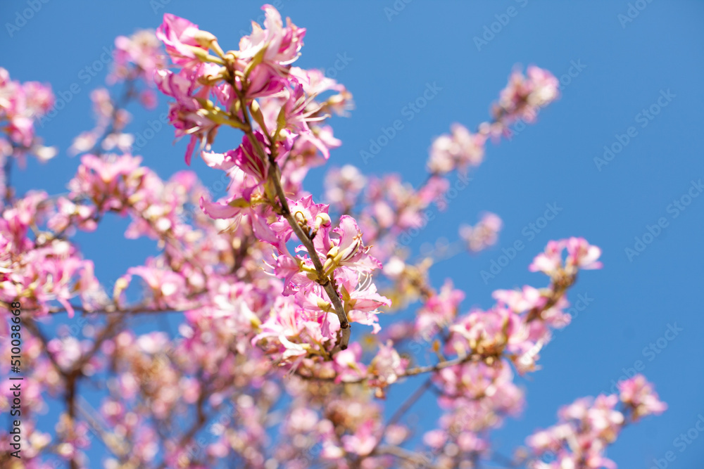 Pink tree flowers blooming with blue sky as background. spring pink blossoms in clear blue sky Pink tree flowers blooming with blue sky as background. spring pink blossoms in clear blue sky