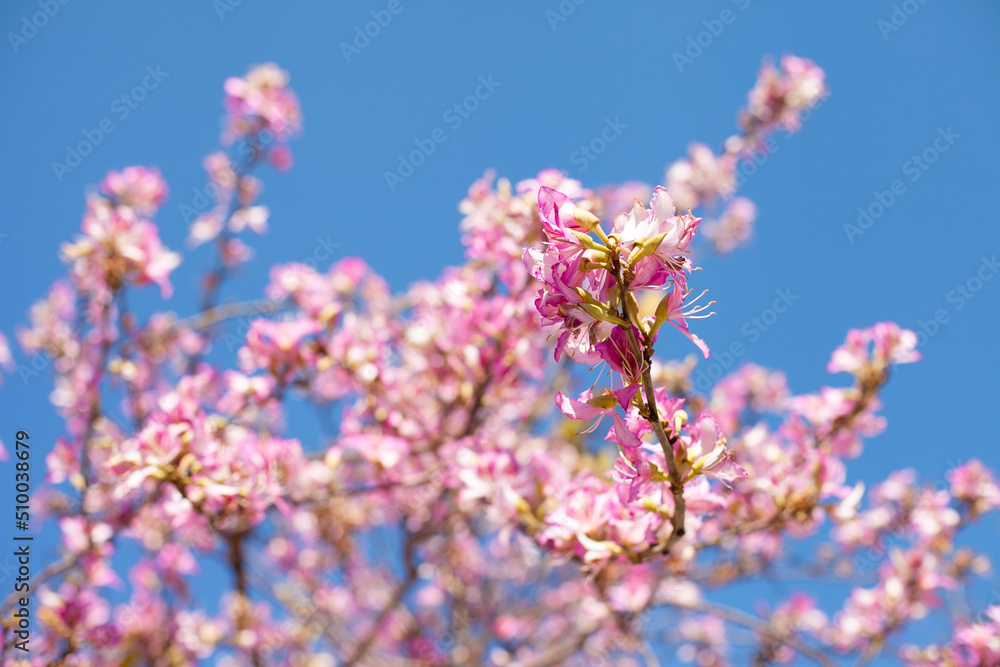 Pink tree flowers blooming with blue sky as background. spring pink blossoms in clear blue sky Pink tree flowers blooming with blue sky as background. spring pink blossoms in clear blue sky