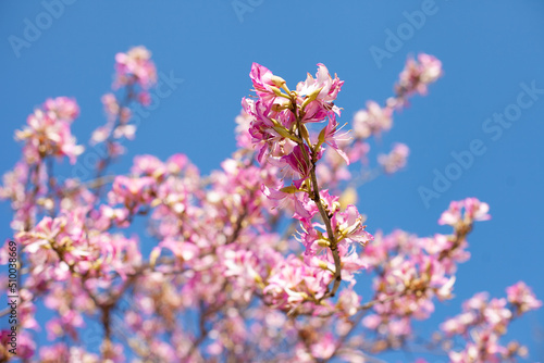 Pink tree flowers blooming with blue sky as background. spring pink blossoms in clear blue sky