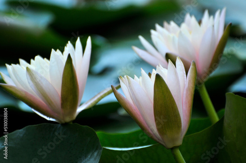 Blossoming waterlily flower in pond