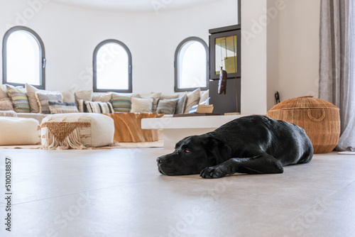 Young black labrador resting on the cool floor of Mediterranean villa living room, sofa with cushions along the wall repeats the circumference of the hall, coffee table made of natural solid wood © Artem